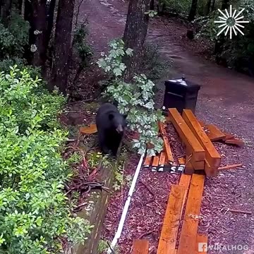 Watch as mother bear courageously defends her babies from a dog.hd