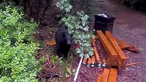 Watch as mother bear courageously defends her babies from a dog.hd