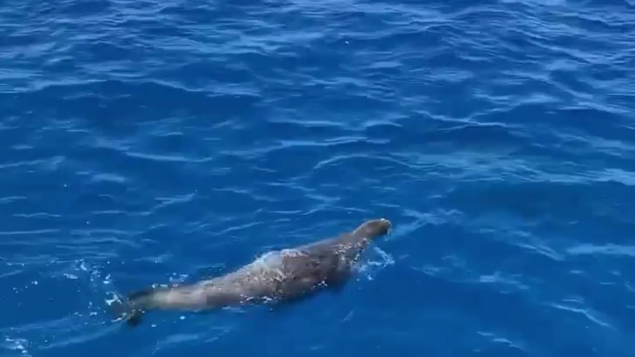 Wildlife