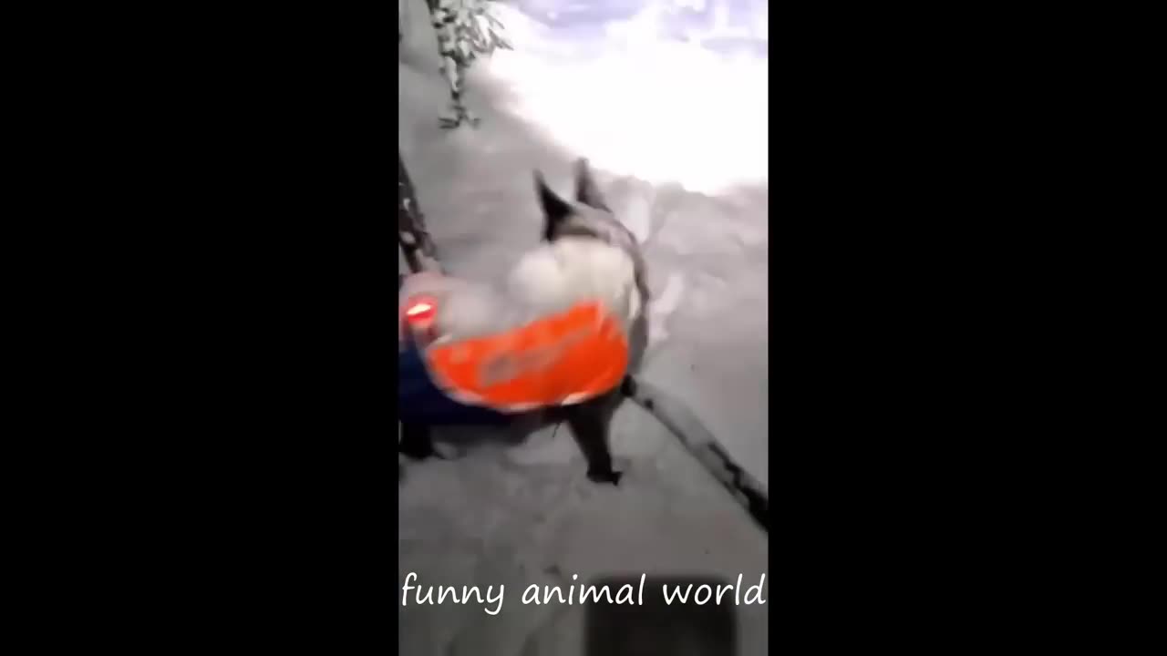 FUNNY ANIMAL VIDEOS 2024