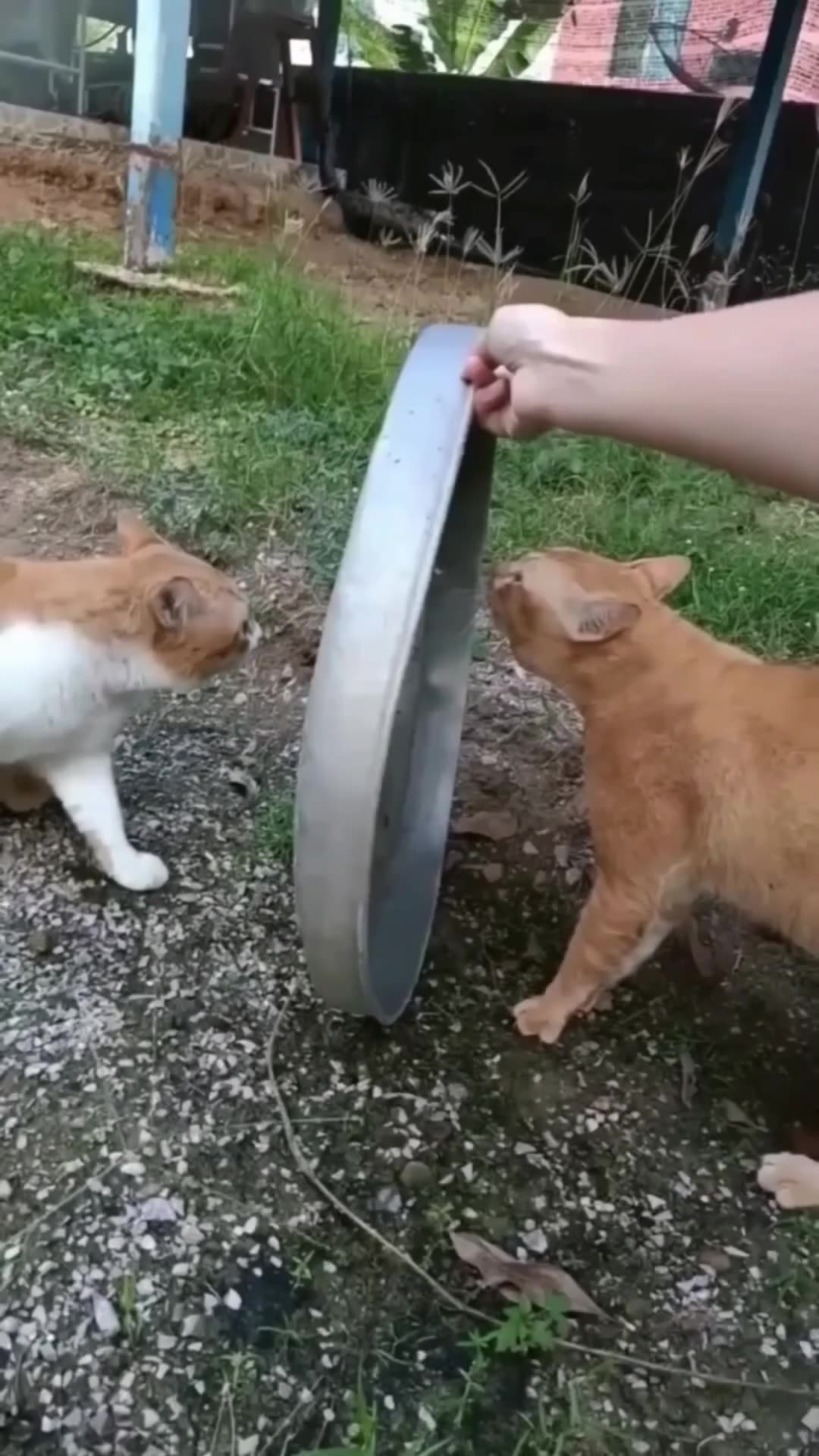 Angry cats