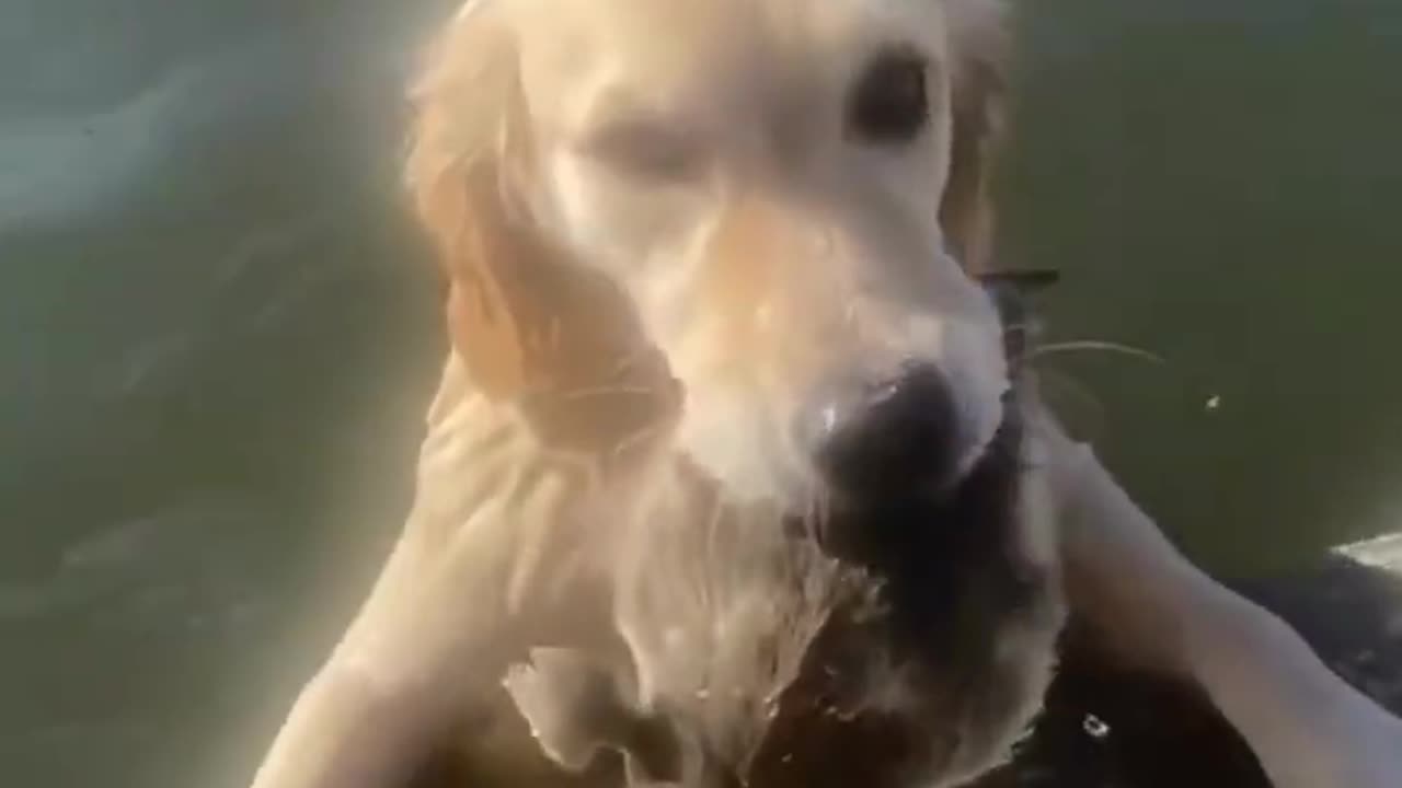Funny Animals