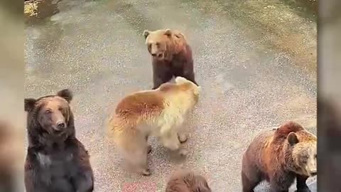 cute animals