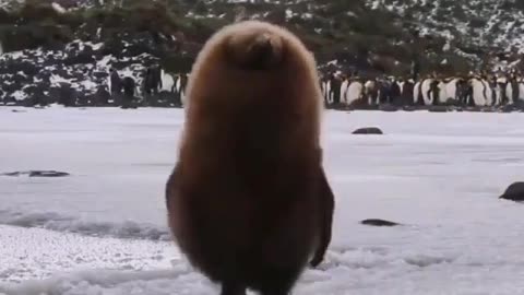 🙏❤️🎉🎉🎉🎊🎊🎊️SWEET AND FUNNY PETS SHOTS 🙏❤️❤️🎉🎉🎉🎊🎊🎊