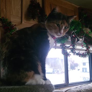 A moment with Monkey