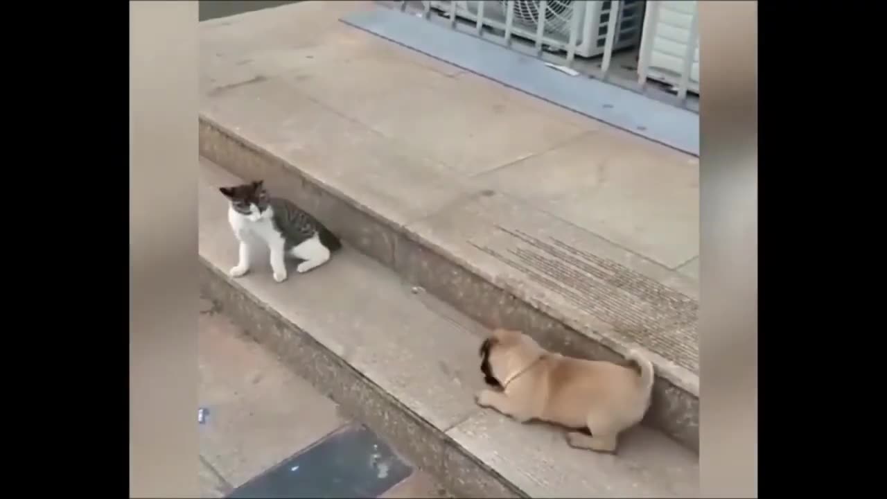 Funny cat vs dog