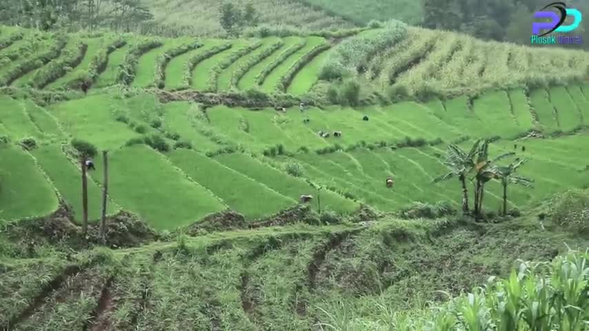 MERGO KAHANAN -- MUSOH WONG BUDEK Eps 85 -- Cerita Jawa
