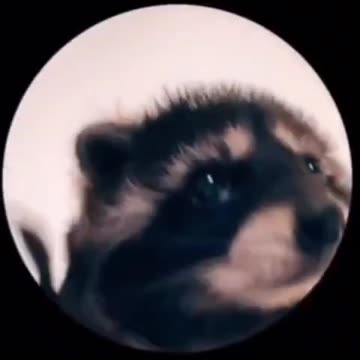 Vídeo más viral en redes sociales esta semana.