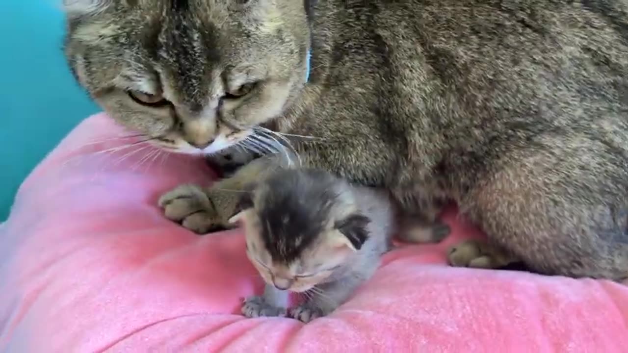 Mother cat wants to hug baby kitten so much that he starts meowing loudly in her embrace