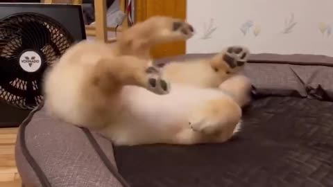 What goes inside Puppies Heads