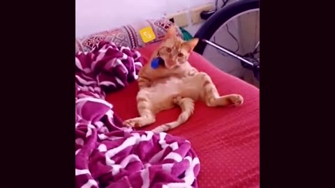 Funniest Animals Funny Animal Videos 2022