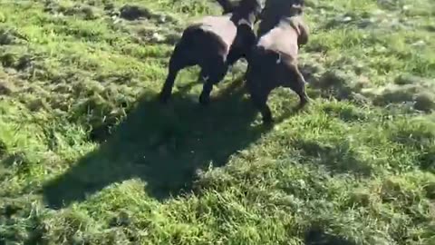 Letting the dogs at the rescue centre pick their own toys