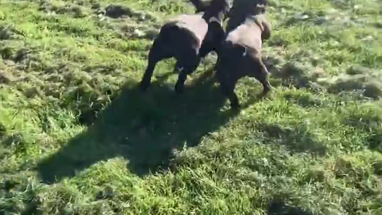 Letting the dogs at the rescue centre pick their own toys