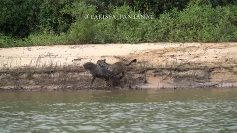 the capybara did not see the jaguar approach