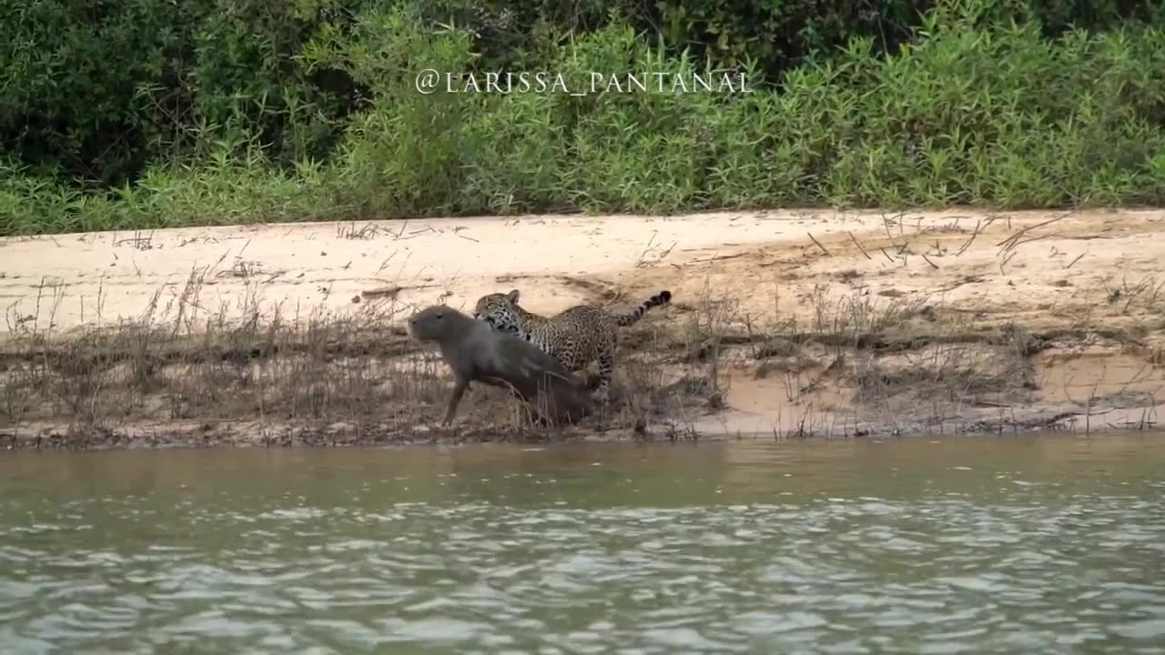 the capybara did not see the jaguar approach