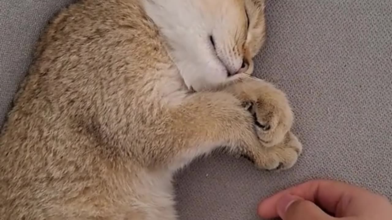 Which one day to the catWill know that sleeping late