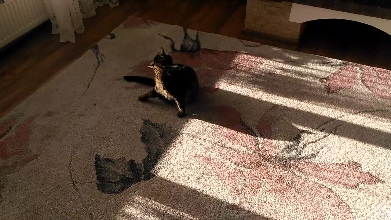 cat playing