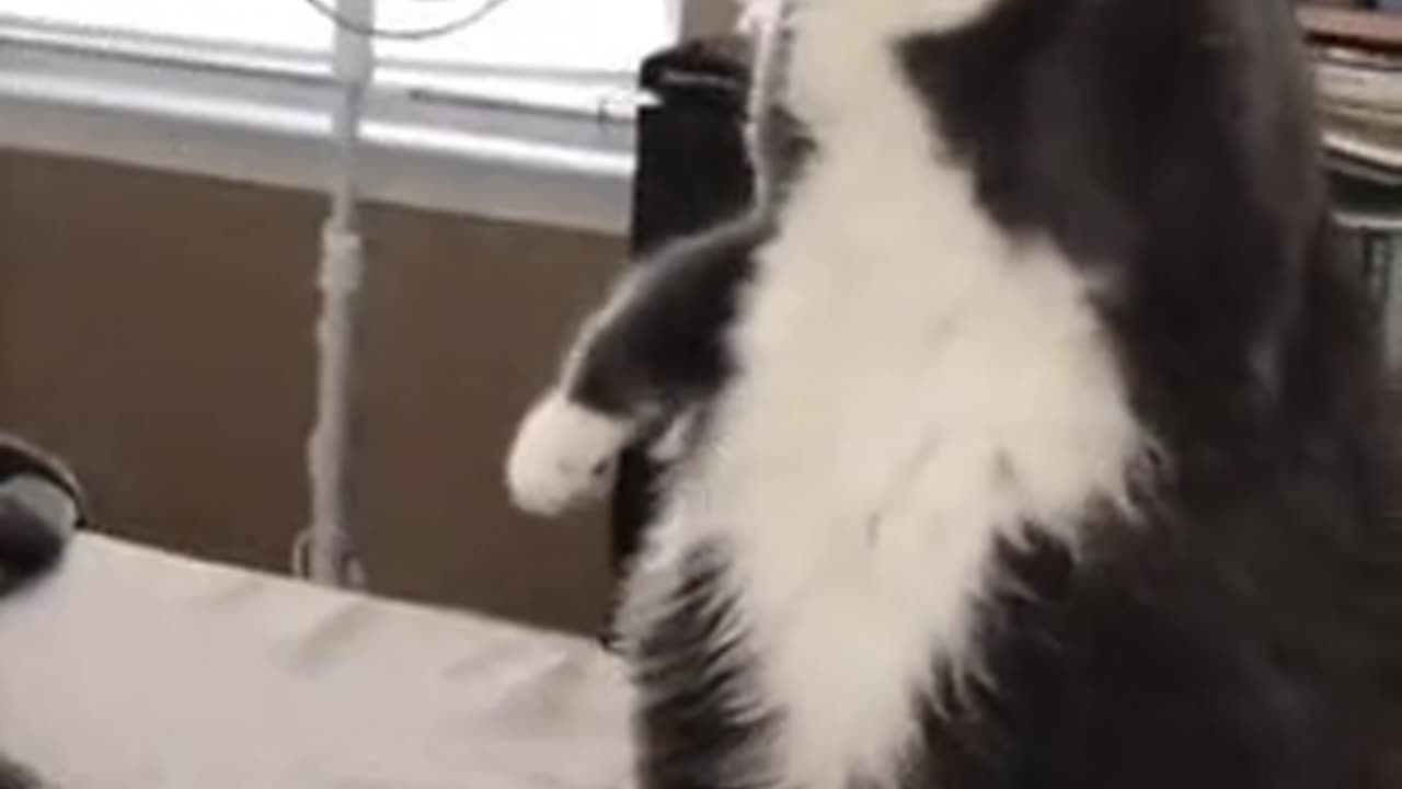 E o Oscar vai para esse gato