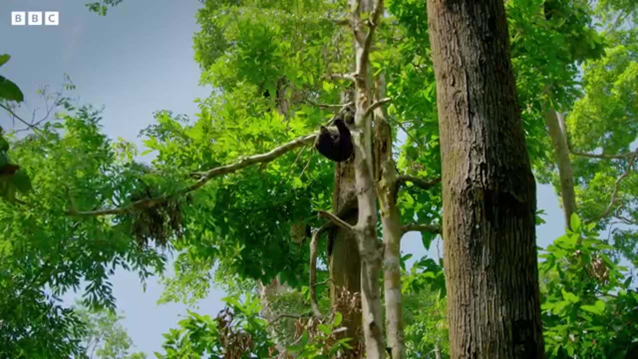 The Smallest Bear in the World | Earth's Tropical Islands | BBC Earth