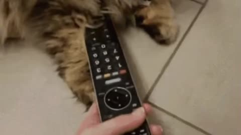 Cute Cat Gif