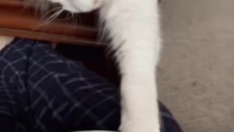 Cute Cat Gif