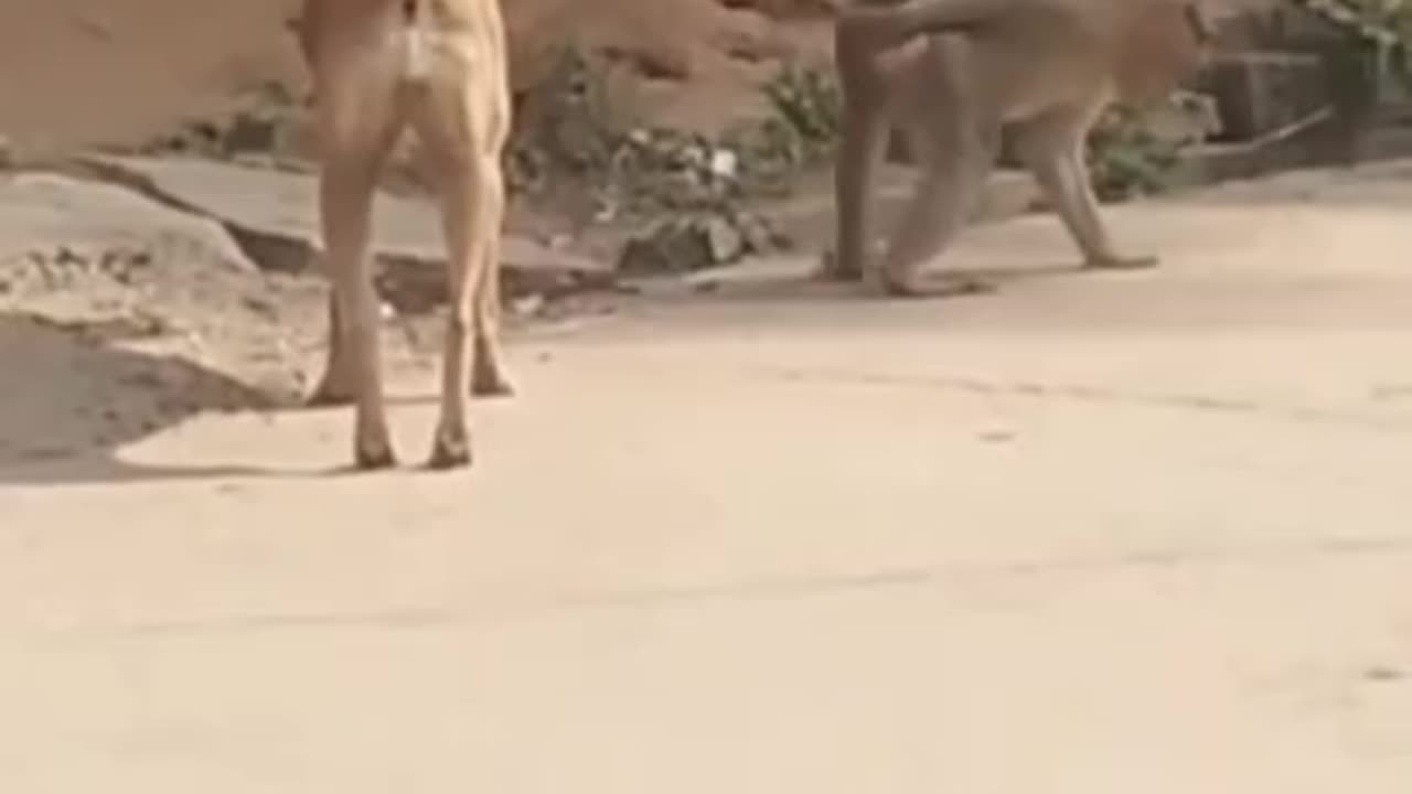 Super funny animal video that will make you laught