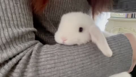 Greeting From Funny Rabbits