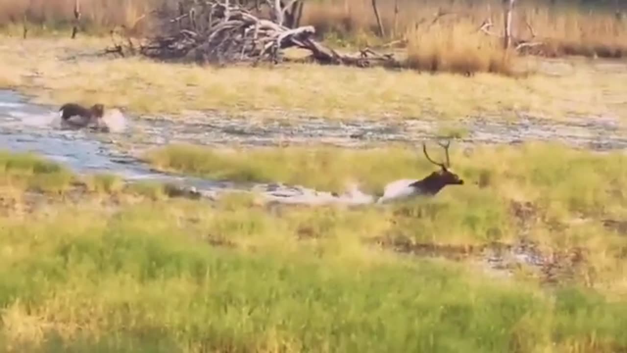 Wildlife is in closer view with a natural perspective.