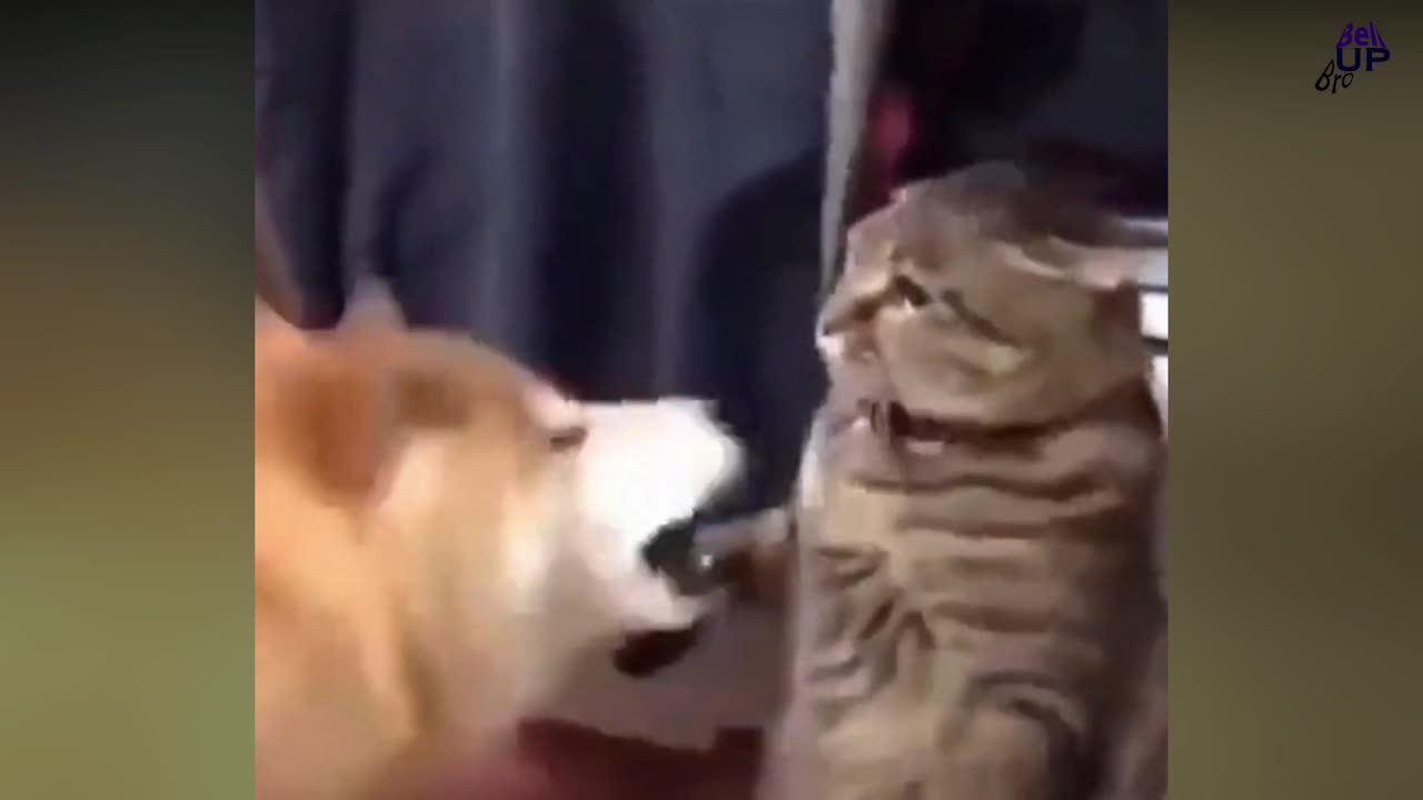 5 minutes funny cats๐บ compilation ๐๐๐๐ #5 || Comedy Video || Entertainment with new tiktok videos๐