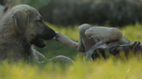 Adorable Dogs