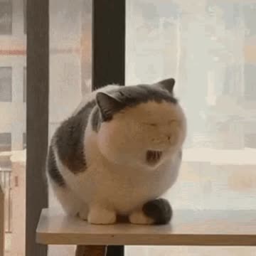 Cute Cat Gif