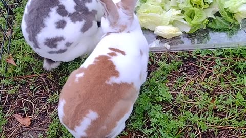 Cute rabbits and tortoise