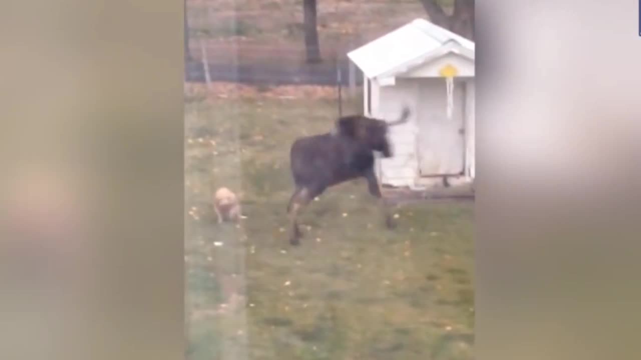 the dog did not see the moose if nearby