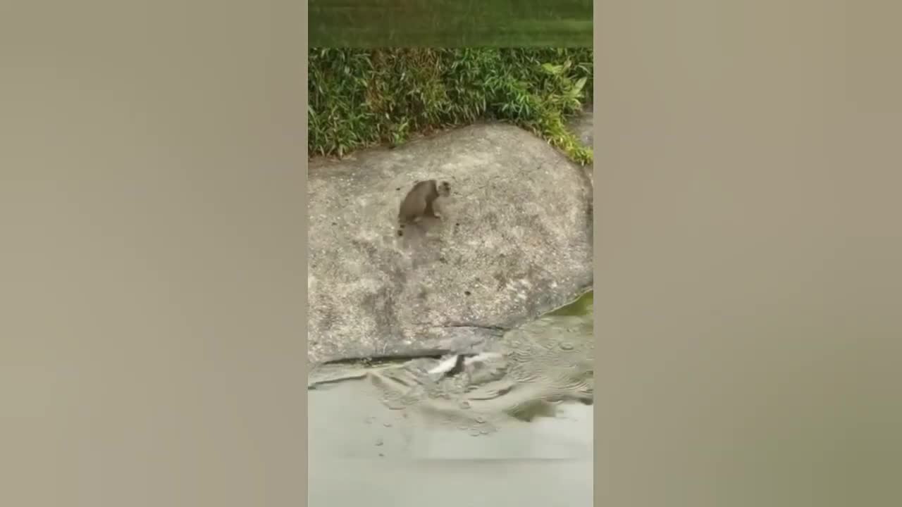 Cute Funny Cats