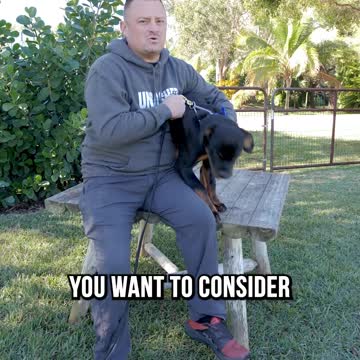 3 Reasons Why We DON’T Recommend Rottweilers