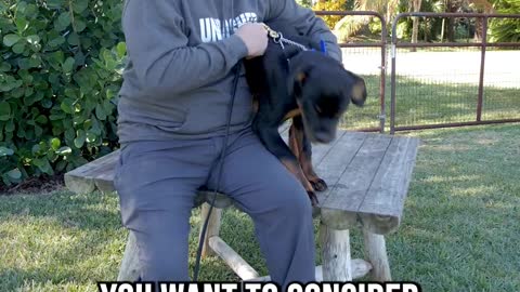 3 Reasons Why We DON’T Recommend Rottweilers