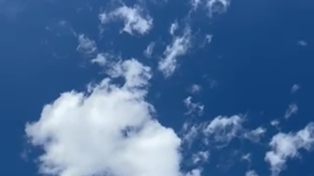 #shorts #seagulls dancing and calling in the blue sky among the white fluffy clouds, #birds #seagull