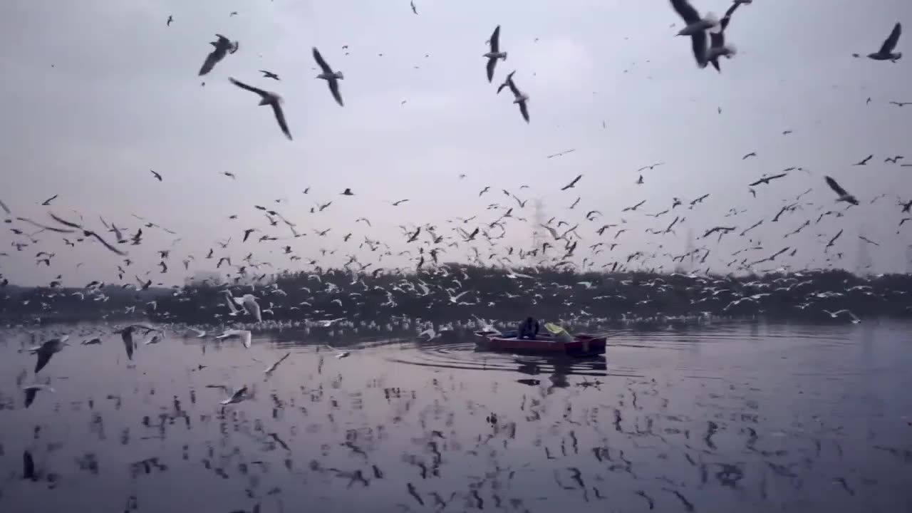 Flying Seagulls.