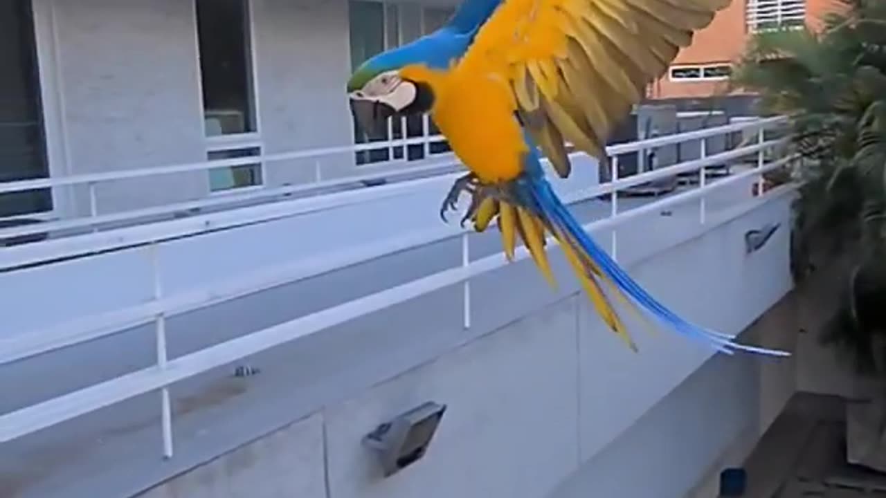 blue and gold Macaw