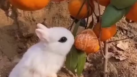 Funny Animal videos