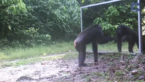 Chimps Attacks Mirror Reflections