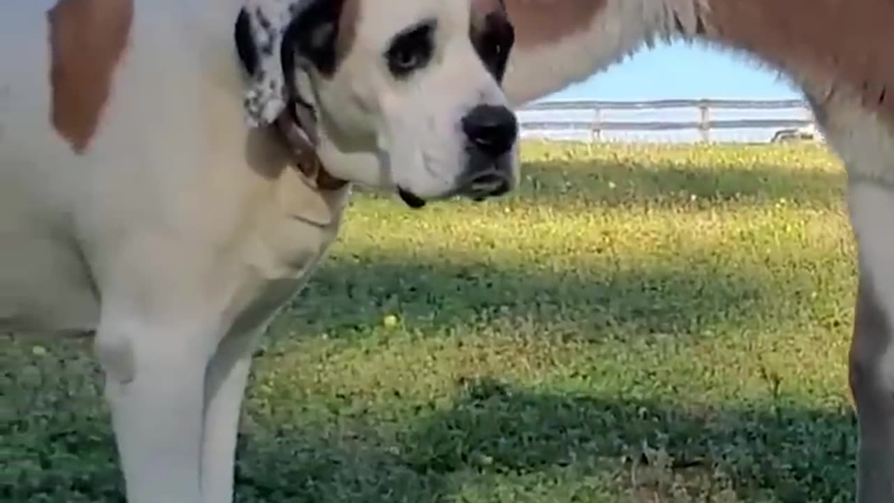 This Dog_s Reaction To This Newborn ❤️ _ The Dodo