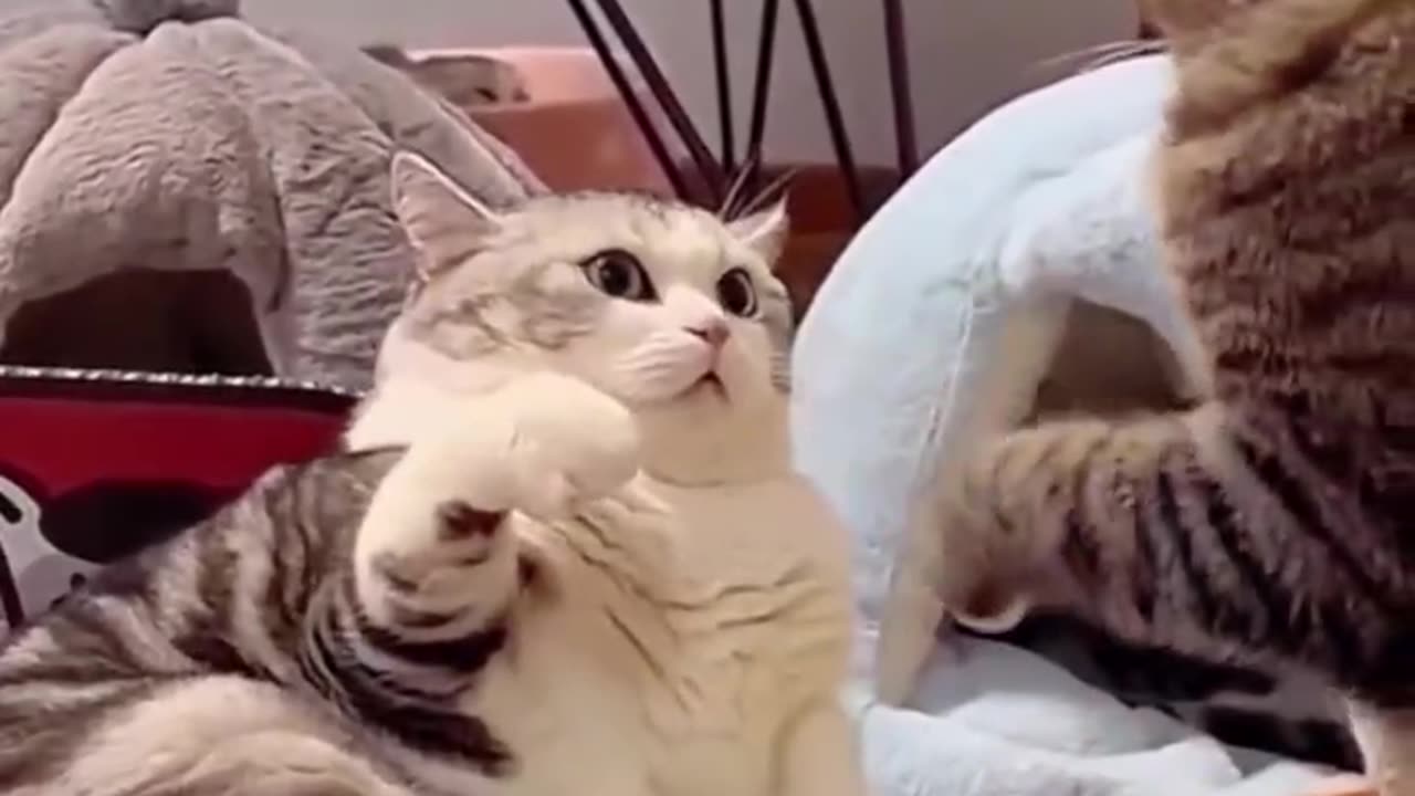 Hahaha cats fighting 🤣