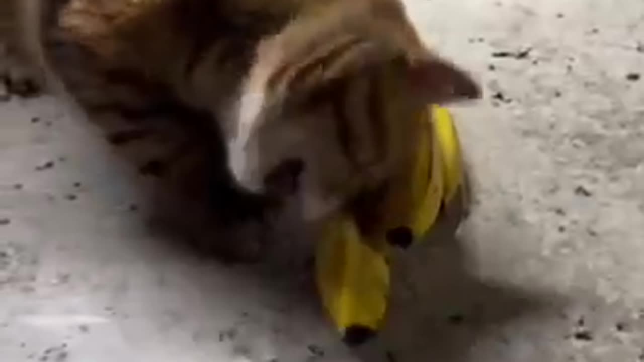 Orange cat going going bananas for bananas