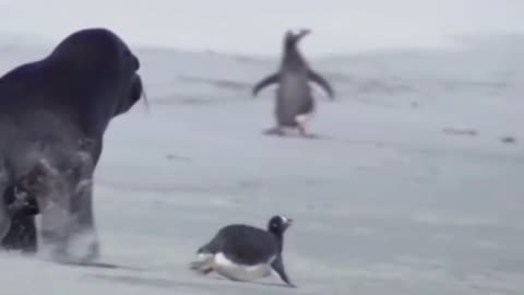 sea ​​lion attacks penguin