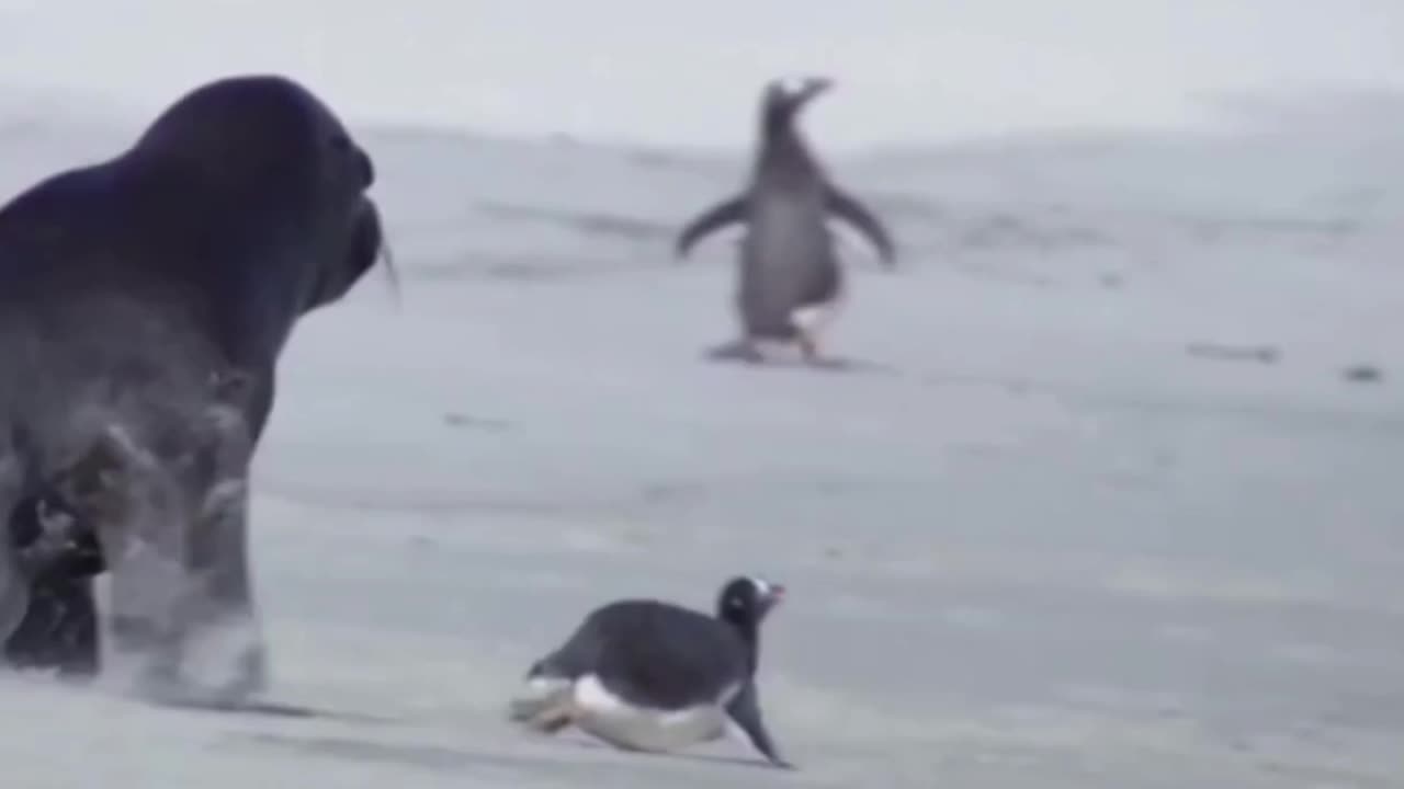 sea lion attacks penguin