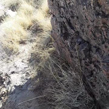 Huge detailed petrified trees from Noah's worldwide flood. WOW 1/31/23