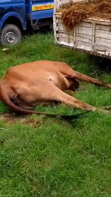 Gr liton best fun TV, Funny Video Clips # - 90