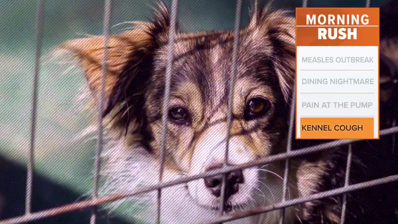 Canine influenza outbreak leads to temporary changes at Plano Animal Shelter