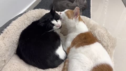 Cat Grooms Other Cat